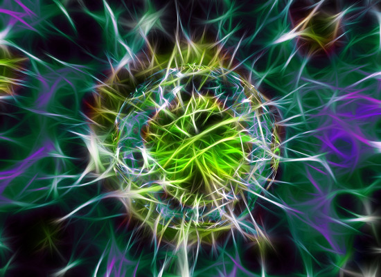 bacteria